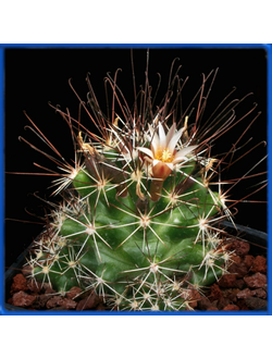 Neolloydia odorata RS 1222