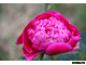 Paeonia Spiffy