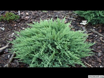 Можжевельник казацкий Тамарисцифолиа - Tamariscifolia