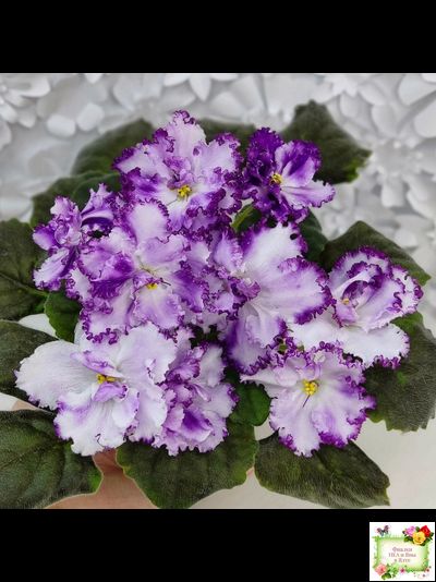 БР-Осирис (С. и Н. Буркацкие) 2022 г.