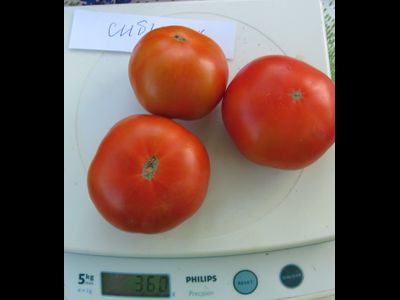 Томат Сибиряк