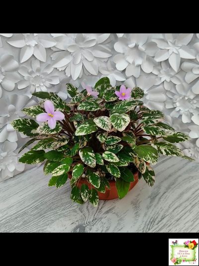 Adeara (P. Tracey) (3975) 06/02/1980 трейлер