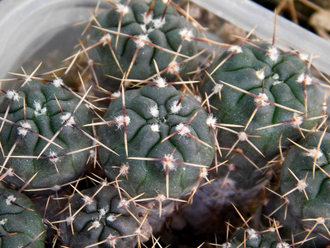 Gymnocalycium gibbosum v.chubutense  RUS 364 (D=12mm)