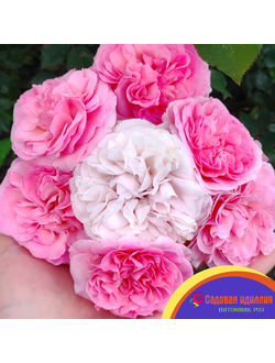 Мария Терезия (Mariatheresia)