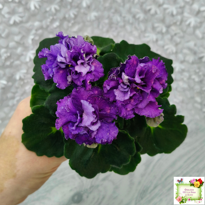 ДВ-Елена Прекрасная (Д. Лягина) 2024 г. (лист укоренённый)