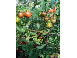 Томат Фиолетовая яшма (Цзы-Ю, Tci U, Китай)