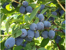 Жимолость Голубое Сокровище (Blue Tresure)  ЗКС