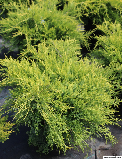 Можжевельник средний Олд Голд - Old Gold