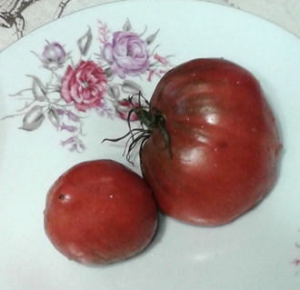 Семена томата Лонгхорн