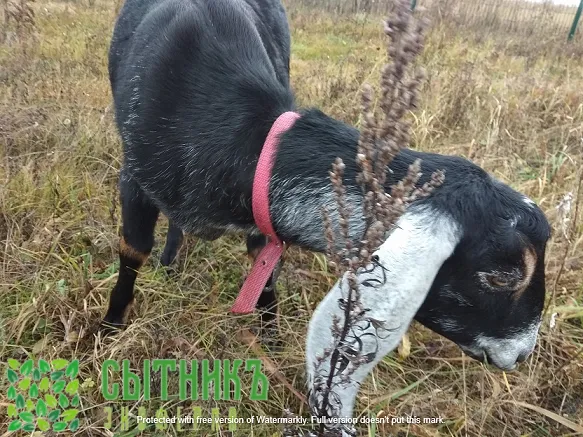 Нубийские козы на свободном выгуле