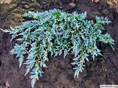 Можжевельник Айс Блю - Icee Blue