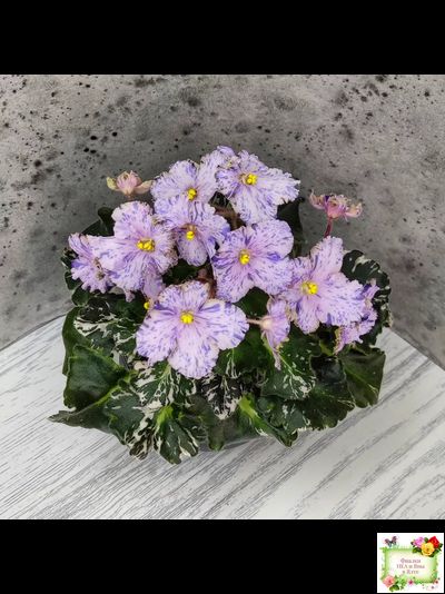 Н-Чехарда (Н. Бердникова) 2020 г. (пестролистный гёрл)