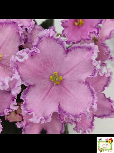 Nik-Хмельное Лето (Н. Булко) 2022 г. (крупная детка)