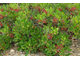 Фисташка мастиковая, Мастиковое дерево (Pistacia lentiscus) - 100% натуральное эфирное масло
