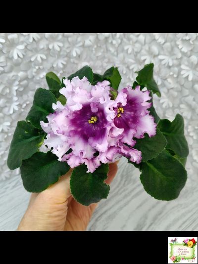 Dn-Mystic Bells (Д. Денисенко) 2025 г. (Стартер сорт)