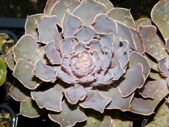 Echeveria shaviana - розетка без корней (более 5 см)