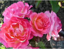 ПАРКОВЫЕ РОЗЫ и ШРАБЫ