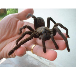 Cyriopagopus paganus