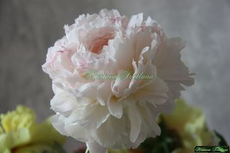 Пион Памяти академика Цицина