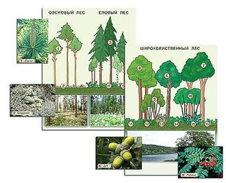 Гербарий фотографический "Растительные сообщества. Лес" (раздаточный)
