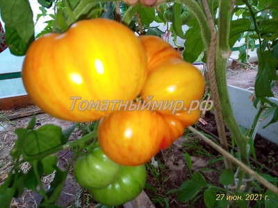 Томат План 9 из открытого космоса (Plan 9 from outer space)