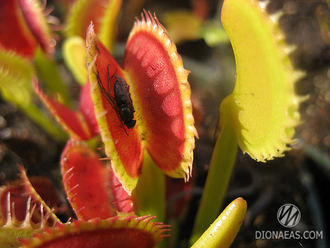 Dionaea muscipula Dentate trap