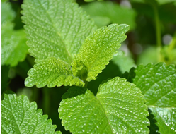 Мелисса лекарственная Limoncello Lemon scented
