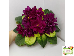 ЕК-Бой Быков Голд (Е. Коршунова) 2014 г.