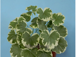 Пеларгония Madame Salleron