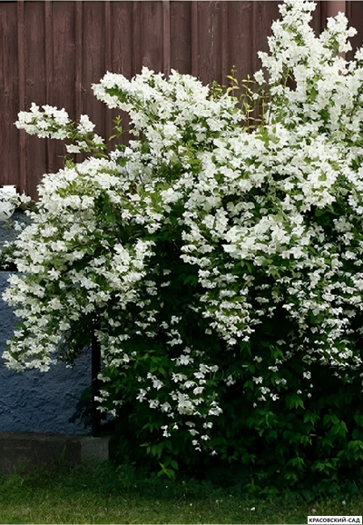 Чубушник венечный LimeStone