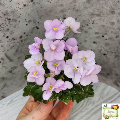 Morgan's Ivy League (C.Eros) (пестролистный гёрл)