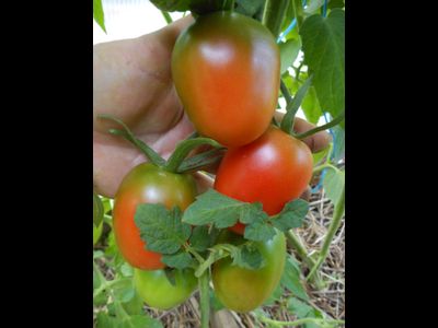 Томат Мархотская кисть (Мархотское гроно)