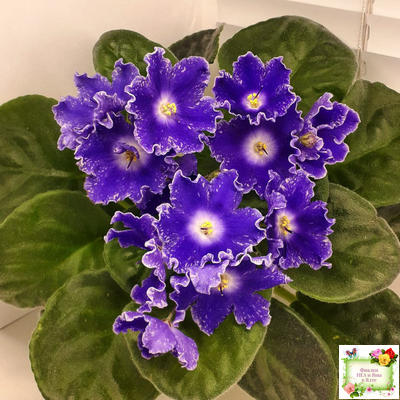 DS-Сияющий Колокольчик (Dimetris) 2014 г. (лист посажен 27.10.25)