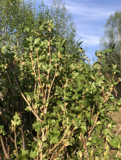 Гидролат Побегов Смородины