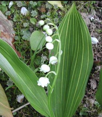 Convallaria majalis Albostriata