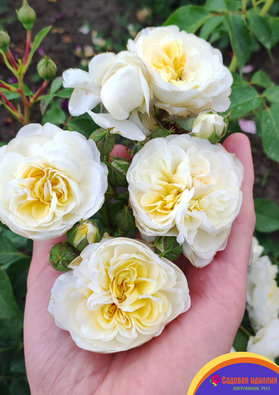 Лаитоз (Laitoz) (Белый Леонардо Да Винчи)