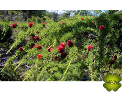 ЛИСТВЕННИЦА (саженец 70 см)