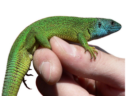 Зеленая ящерица (Lacerta viridis)