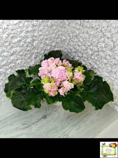 ЛЕ-Денди (Е. Лебецкая) 2011 г.