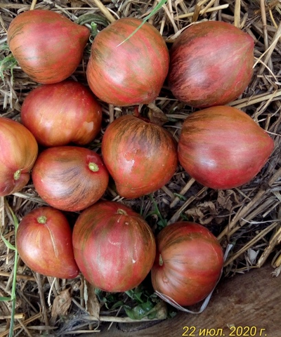 Томат Rebel Starfighter Prime (Мятежный звездный истребитель)