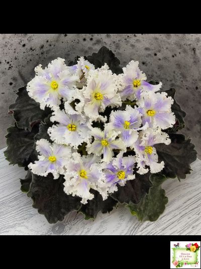 РМ-Золотой Берилл (Н.Скорнякова)