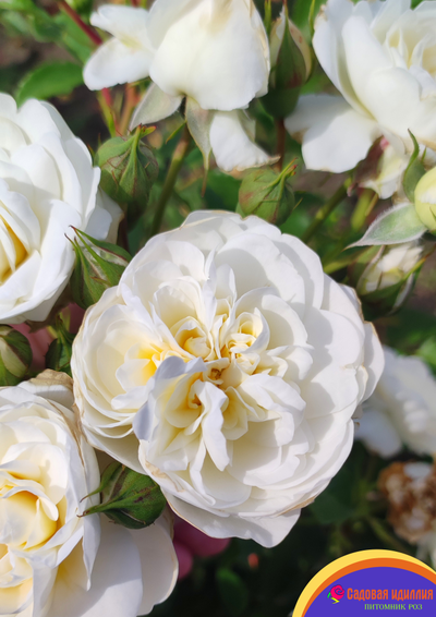 Лаитоз (Laitoz) (Белый Леонардо Да Винчи)