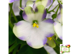 Марина Цветаева (А.Басенина) 2017 г. химера (укоренённый пасынок)