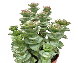 Crassula perforata Azul - Толстянка продырявленная Азул, Крассула перфората азул