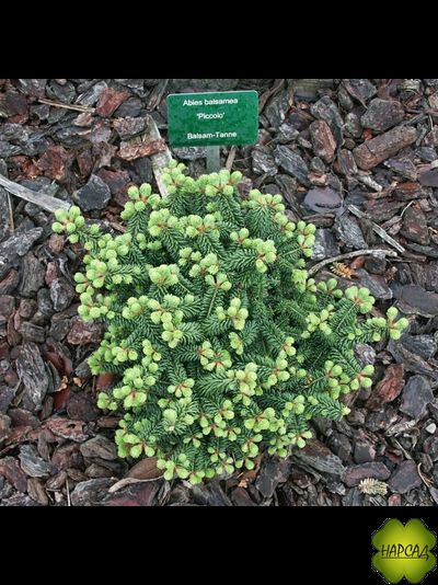 Пихта бальзамическая "Пикколо" (1 м)