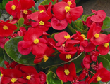 Бегония  вечно цветущая Begonia semp Highlight Red кассета 4 ячейки