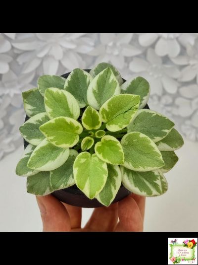 Rob's Lucky Penny (R.Robinson) (05/31/1997) листовая химера (пасынок сорт укоренённый)