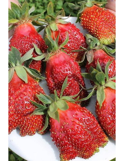 Земклуника Купчиха