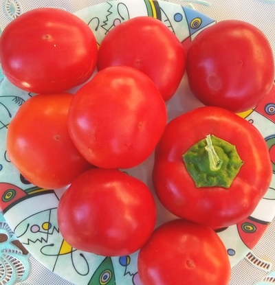 Перец острый Алма паприка (Яблочный перец, Alma Paprika)