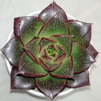 Echeveria Purpusorum